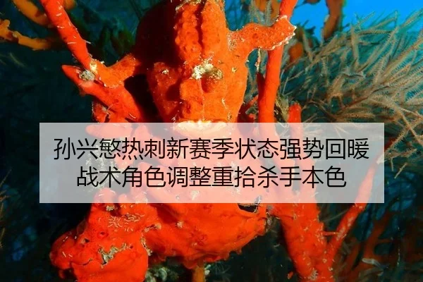 孙兴慜热刺新赛季状态强势回暖 战术角色调整重拾杀手本色